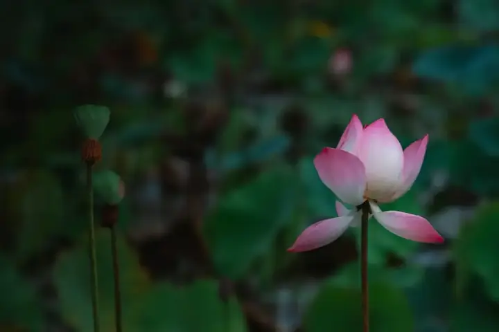 A pink lotus flower opening in the sun